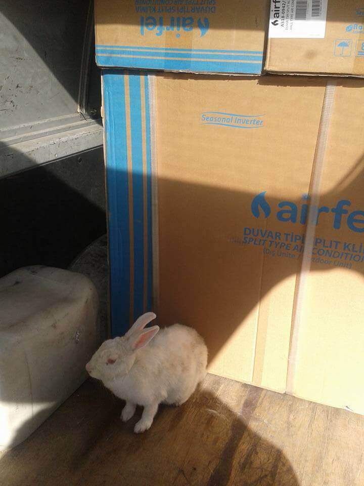 Tavşanımız montaja giderken bizimle gelmek istedi